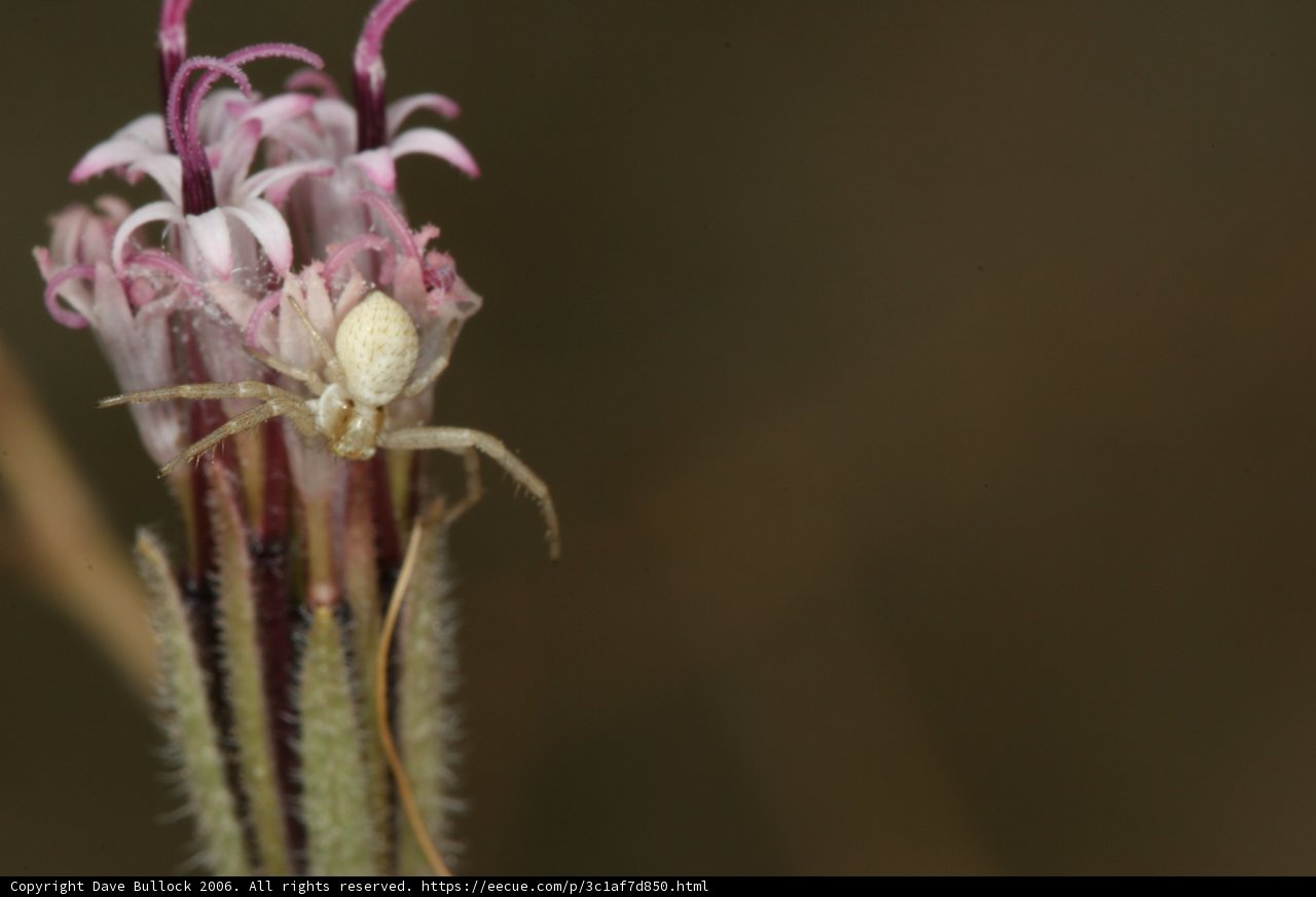 Garden Spider Enjoying a Delicate Flower