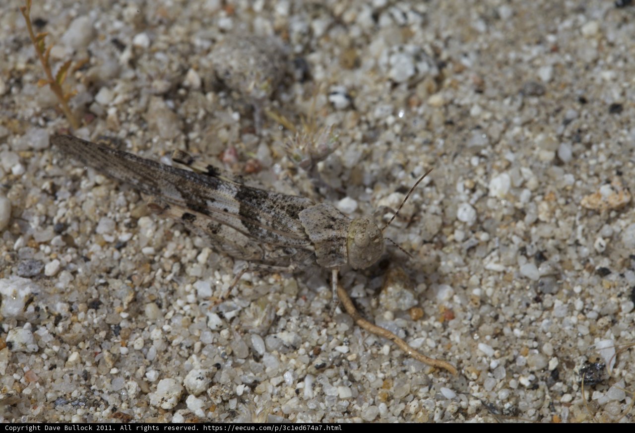 Tiny Cricket Insect on Gravel