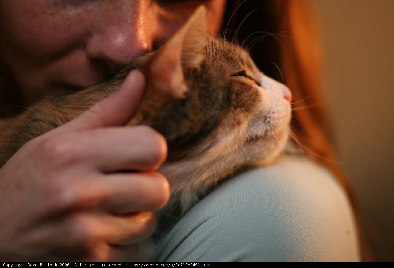 Feline Affection