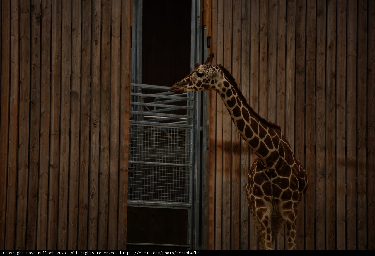 Majestic Standoff at Oakland Zoo