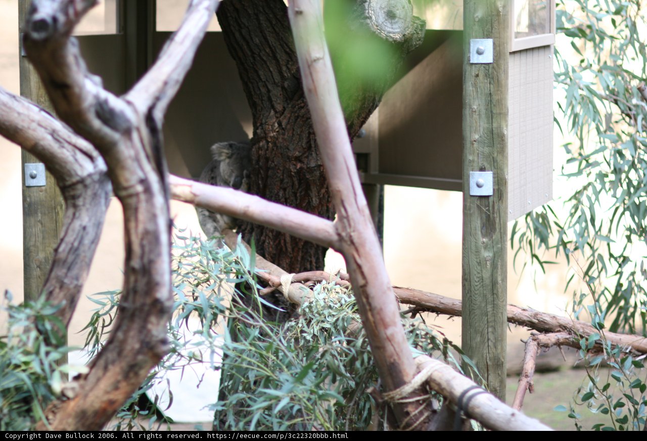 Koala's Tree-top View