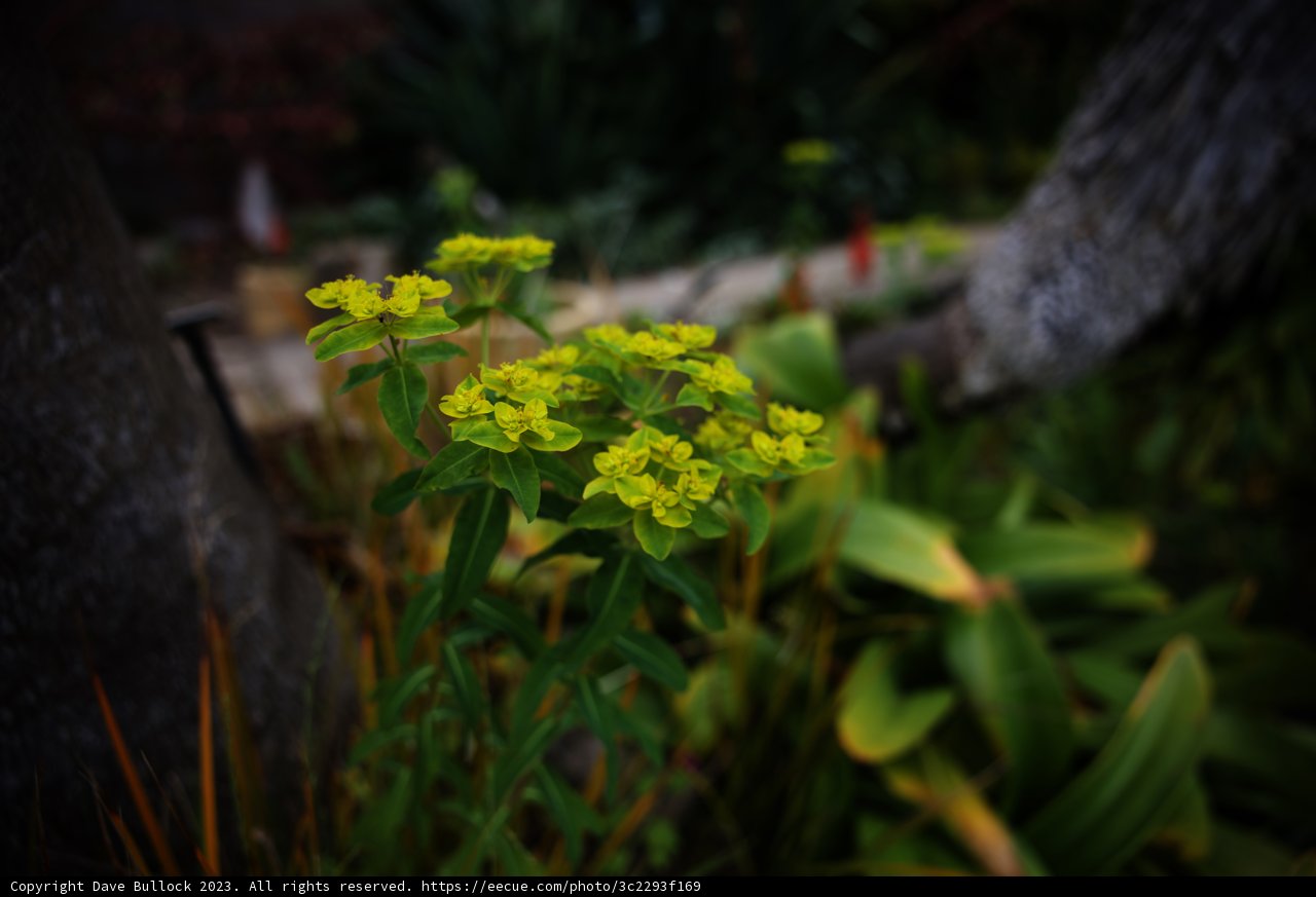 Golden Blooms in San Francisco Botanical Garden