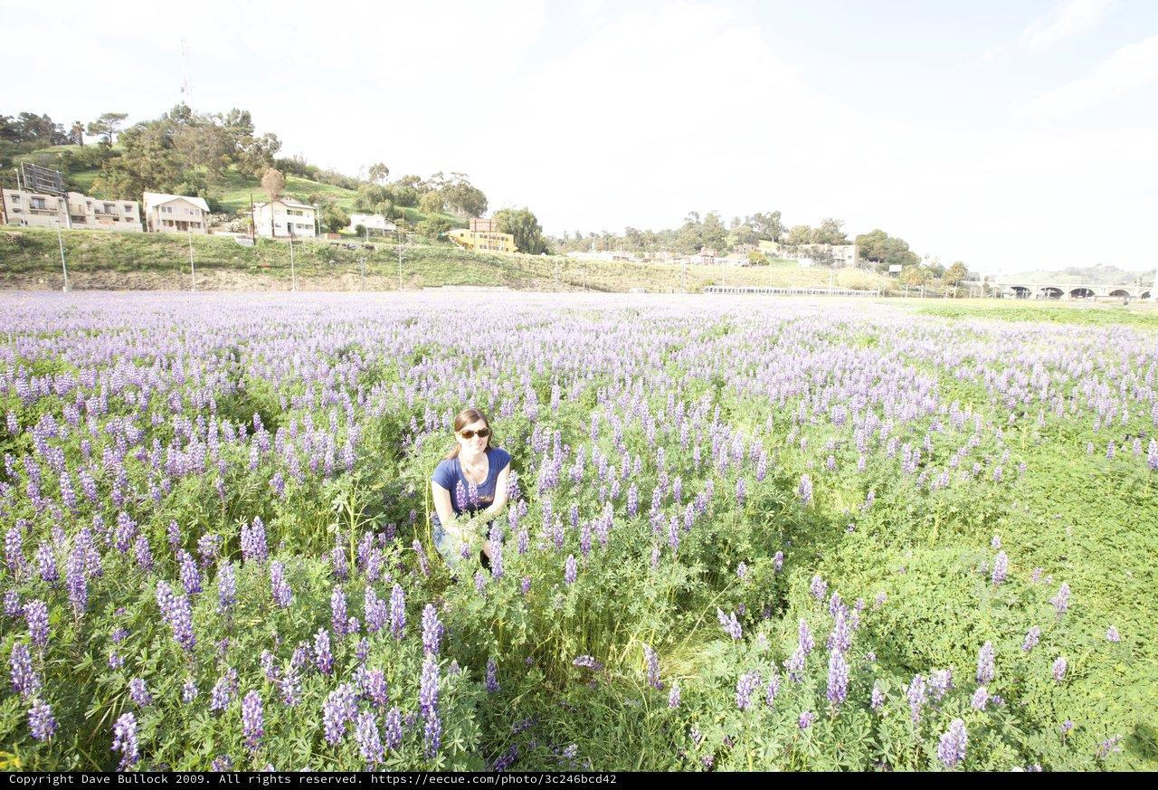 Woman Surrounded by Vast Purple Lupine Bloom
