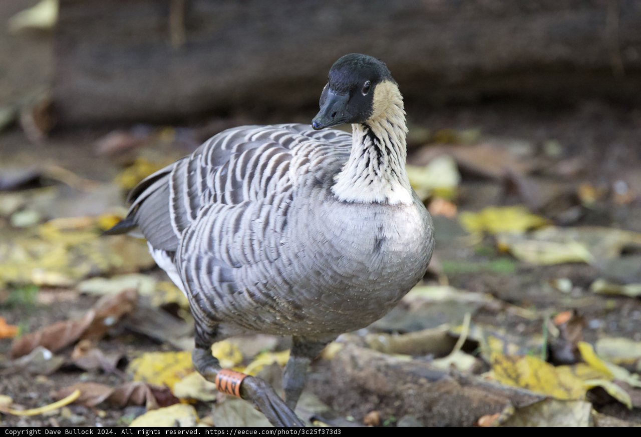 Graceful Gander at Rest