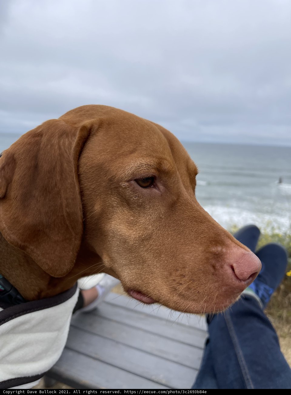 Coastal Companion