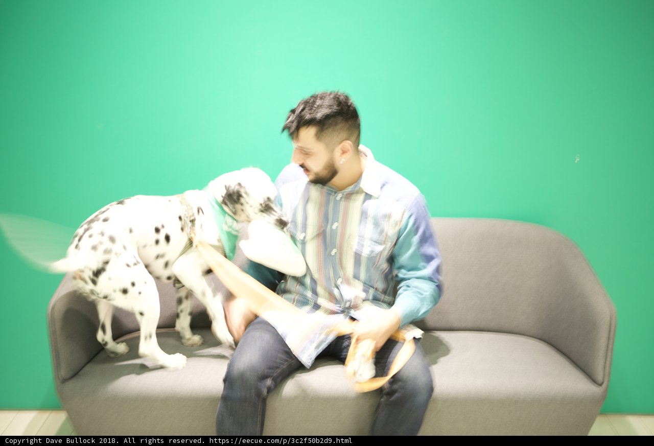 Man and Dalmatian Dog on the Couch
