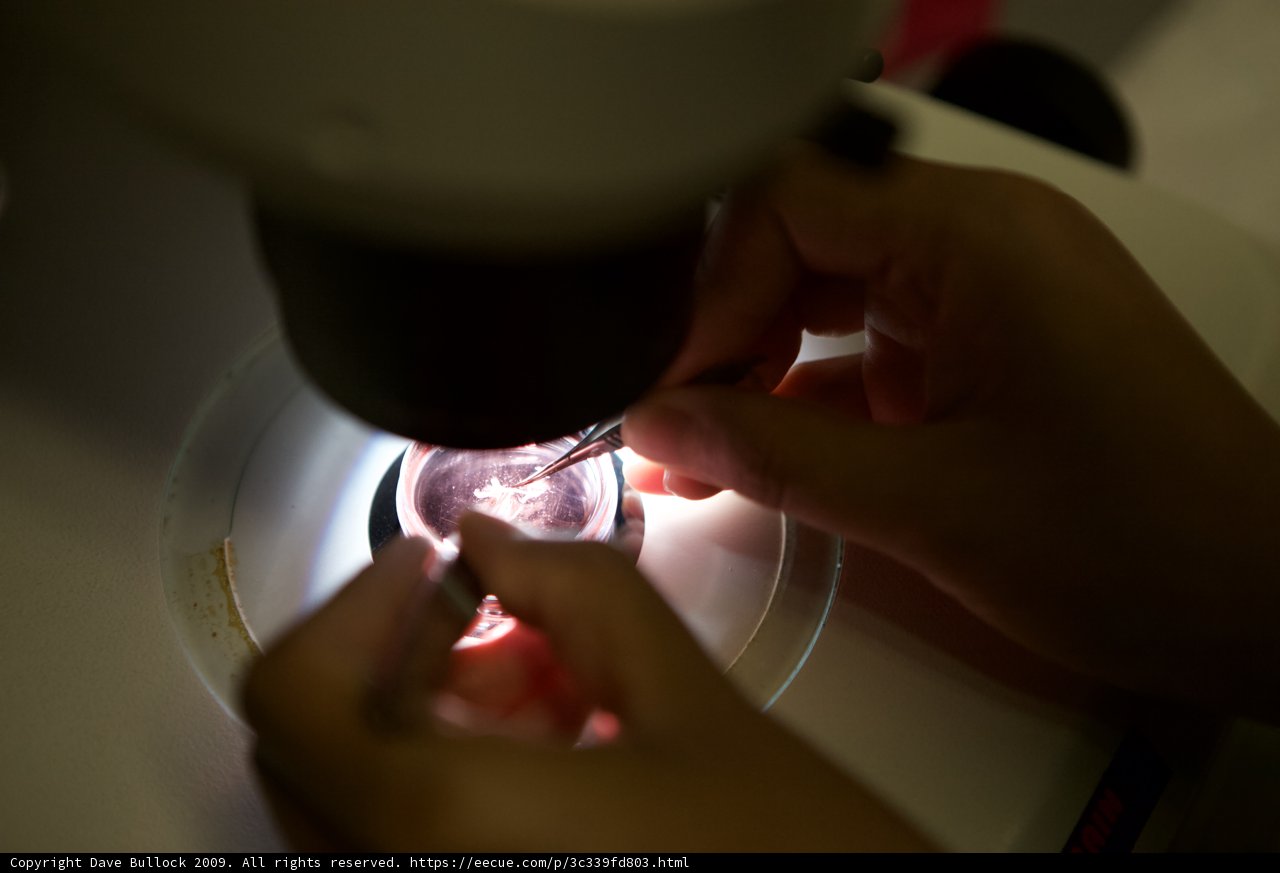 Microscopic Examination