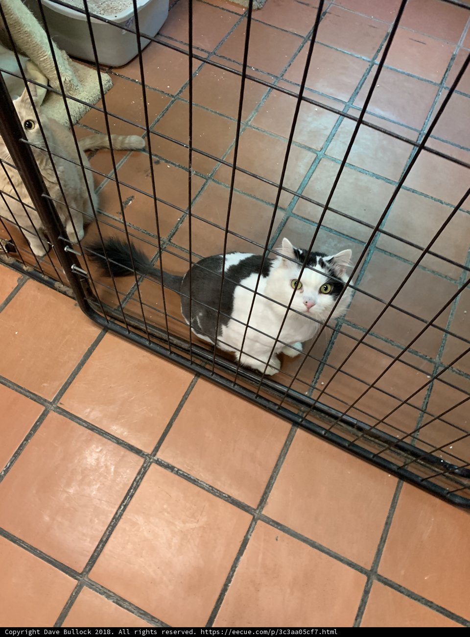 Confined Cat