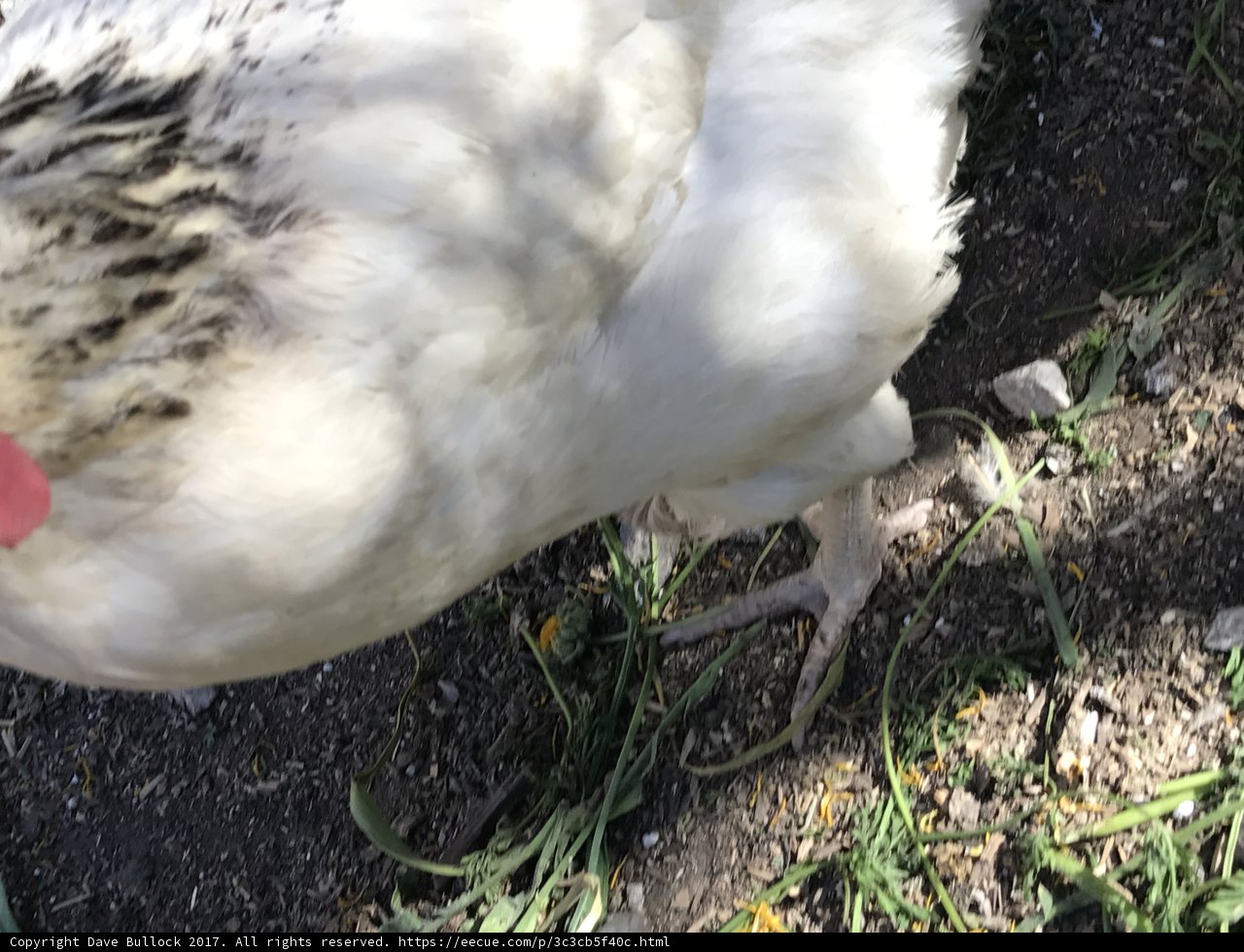 Red Beaked Hen