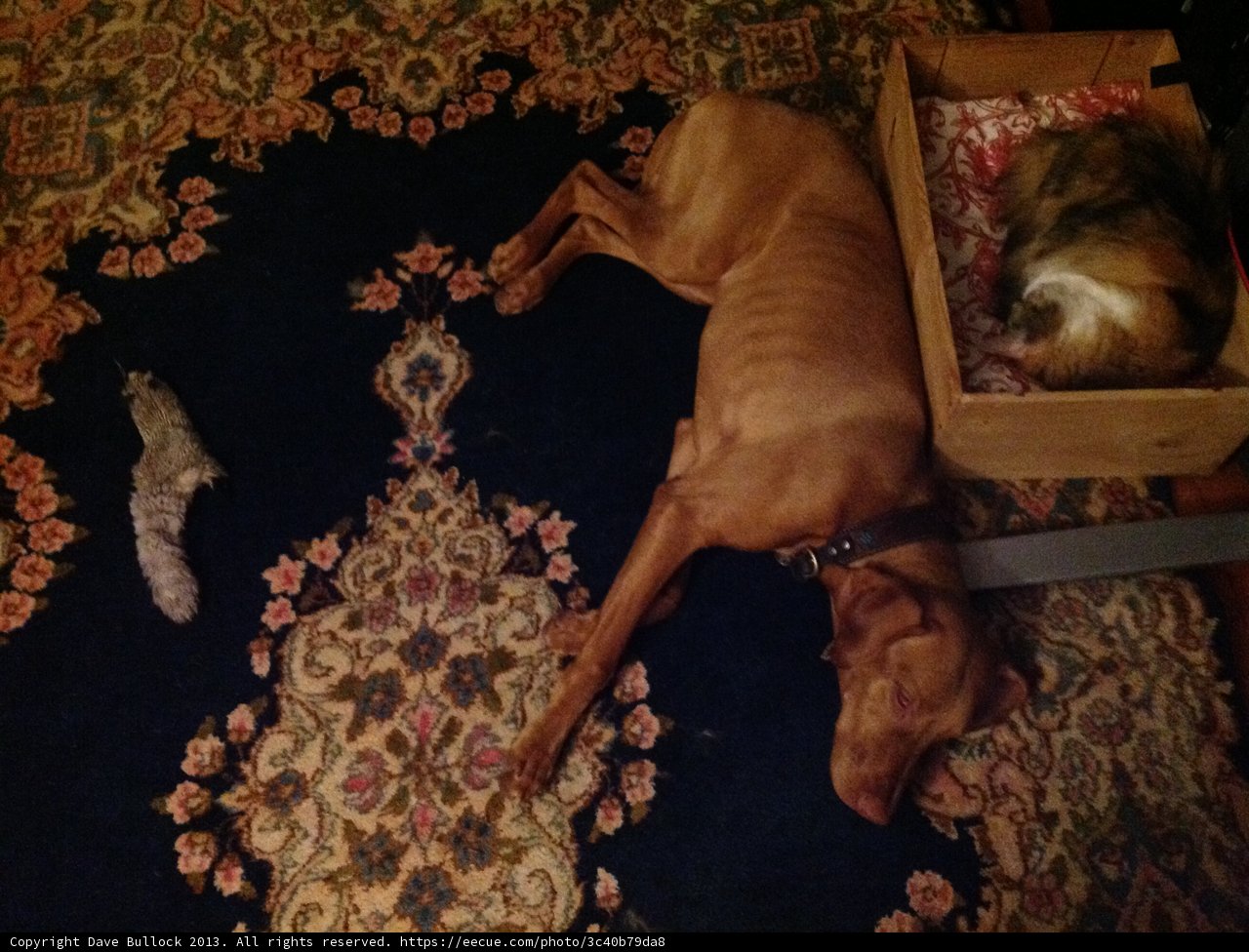 Furry Friends for Home Decor