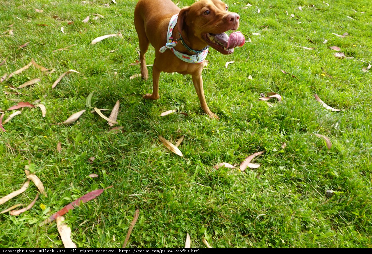 Happy Vizsla in the Grass