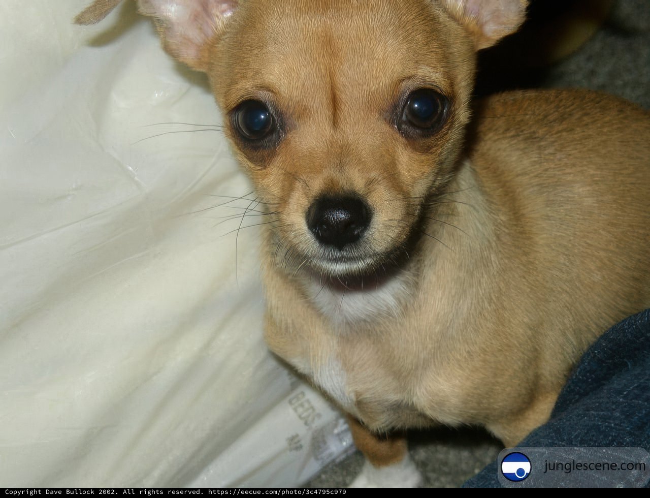 Snug as a Chihuahua on a Couch