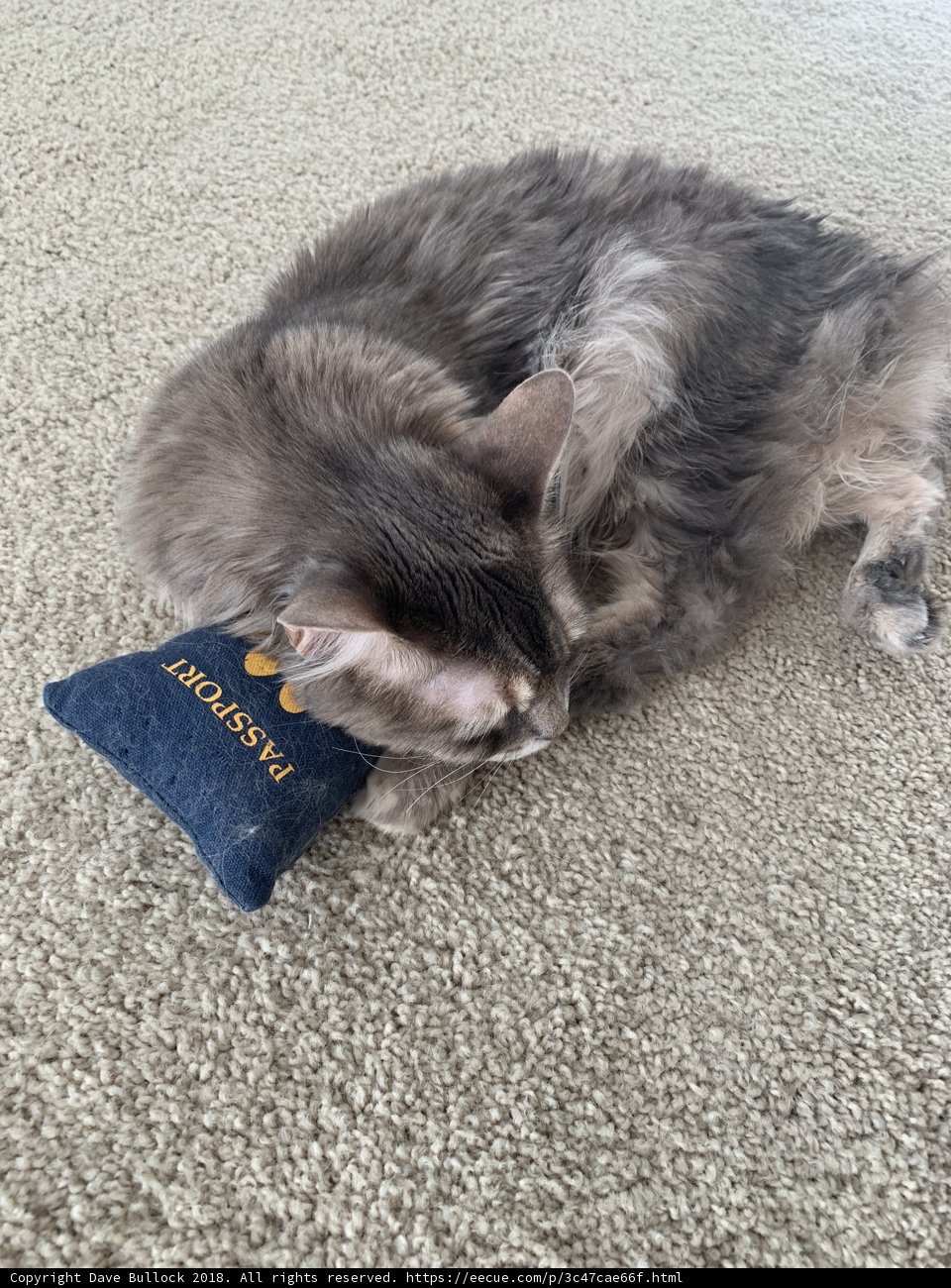 Cozy Cat Nap Caption: This feline found the perfect spot to relax and snuggle up atop a comfy cushion.