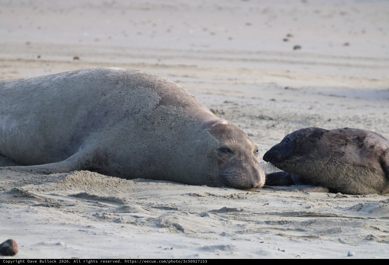 Elephant Seal Mother and Pup Tenderly Touch Noses