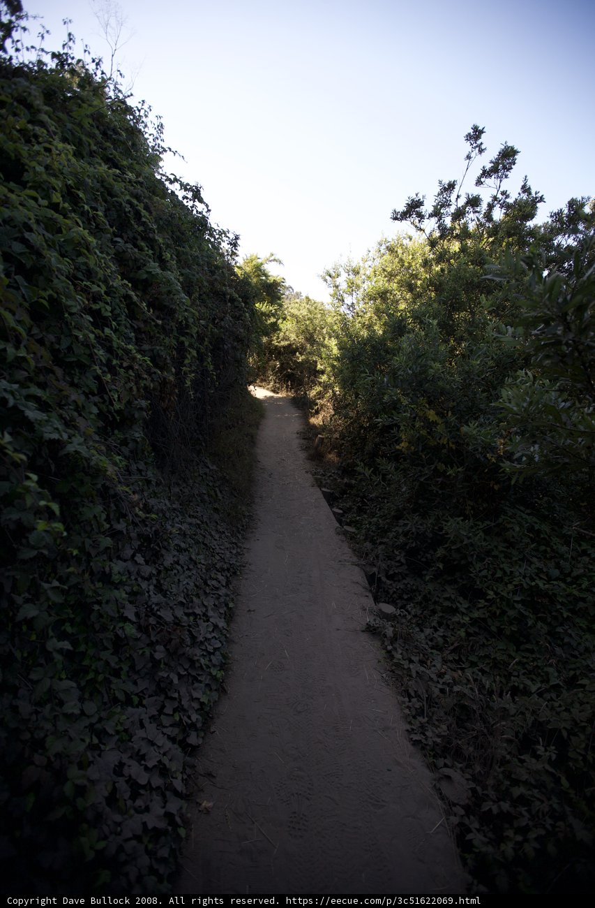 Forest Path