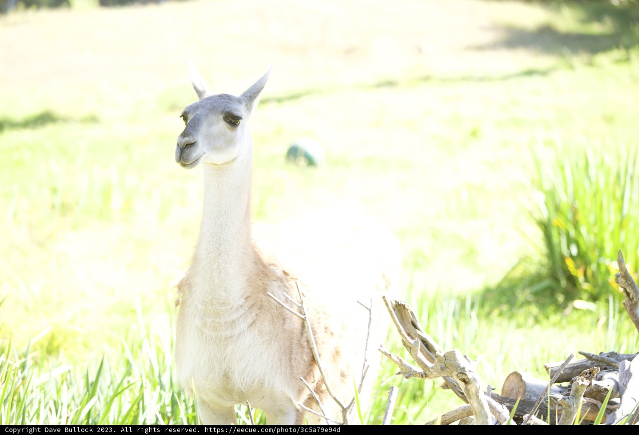 Serene Solitude: A Llama's Afternoon