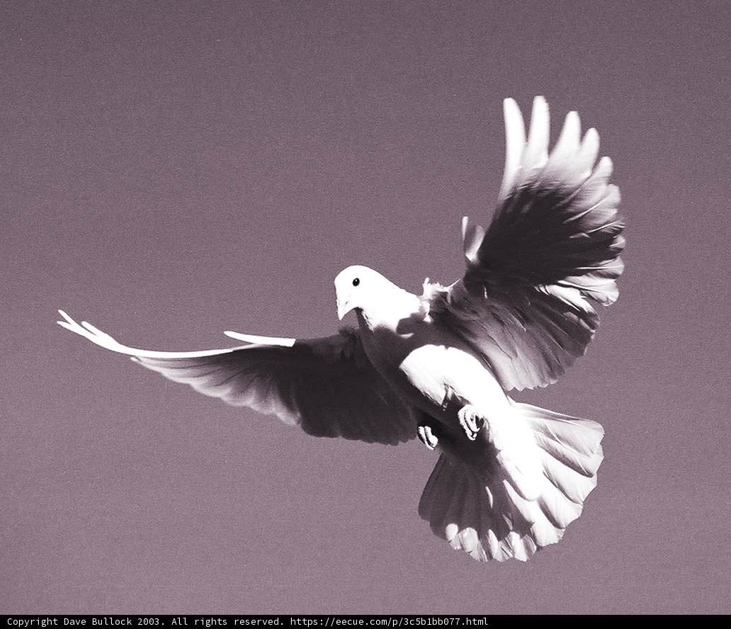 Soaring Spirit