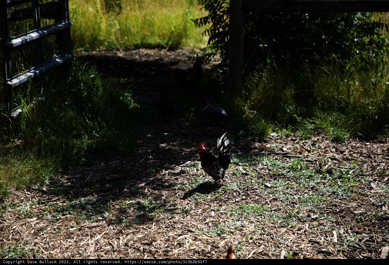 Feathered Friends in the Field