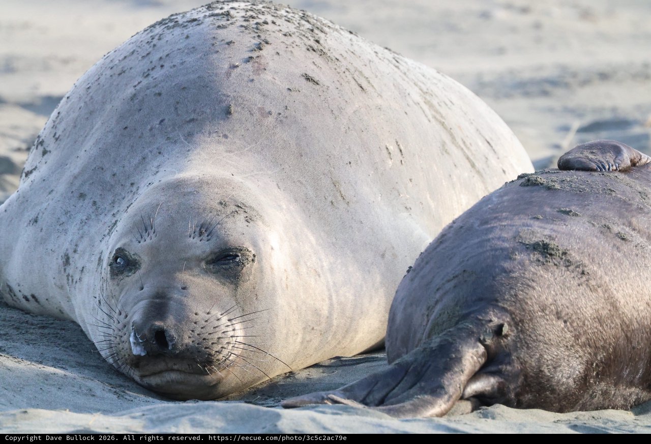 Elephant Seal Pup Resting on Sandy Beach
