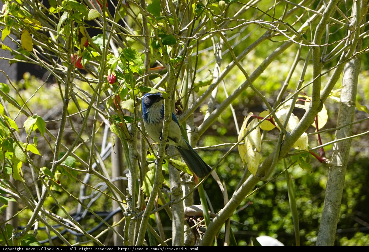 Serene Avian Sanctuary