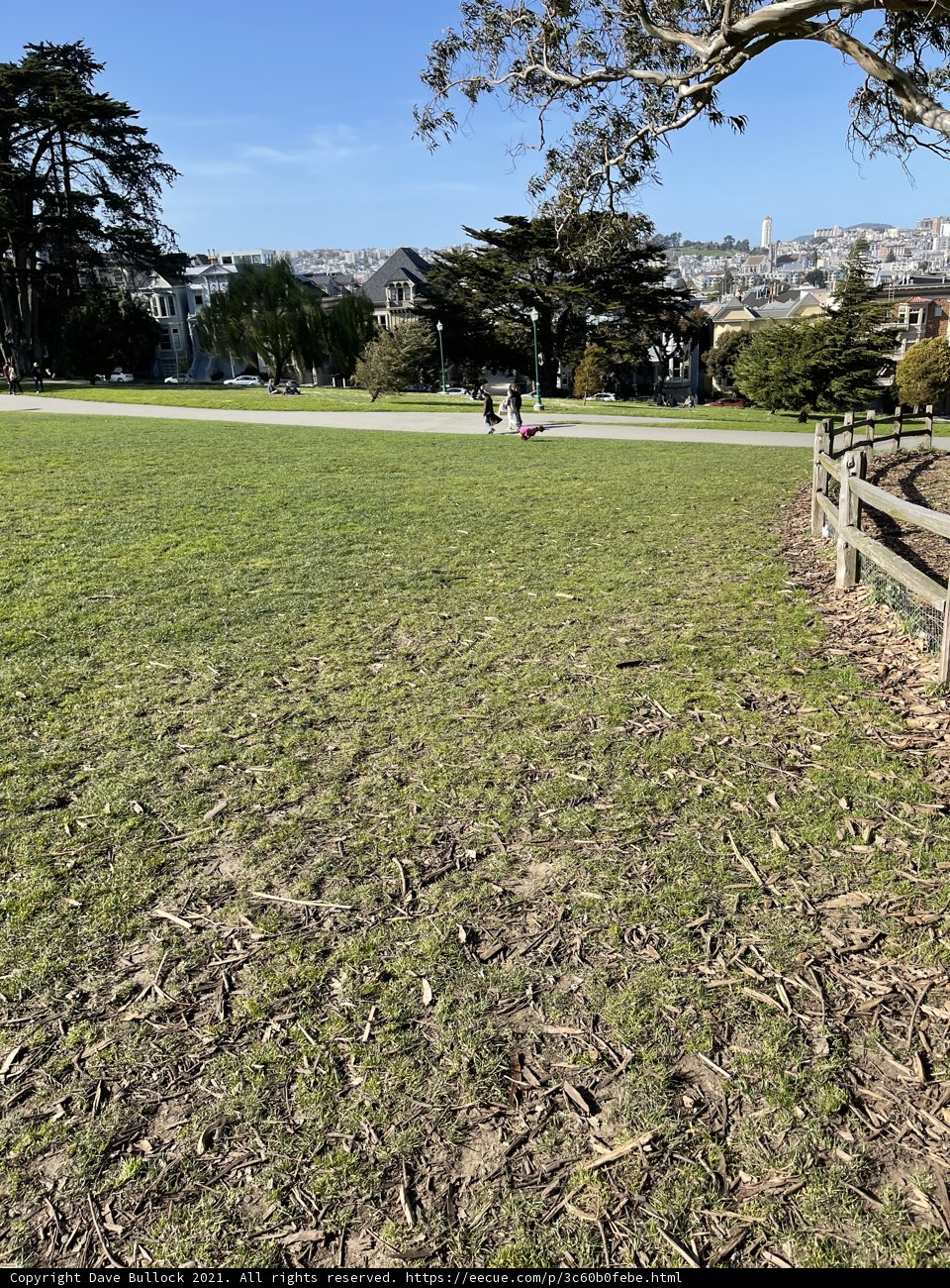 Serene Afternoon at Alamo Square Park