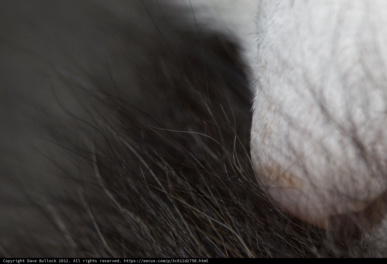 Sniffing Around