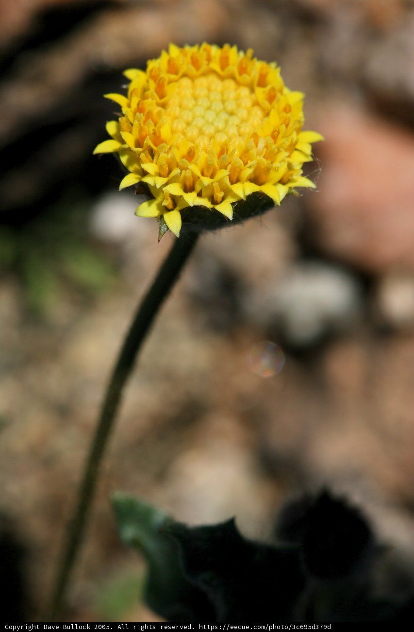 A Desert Blossom