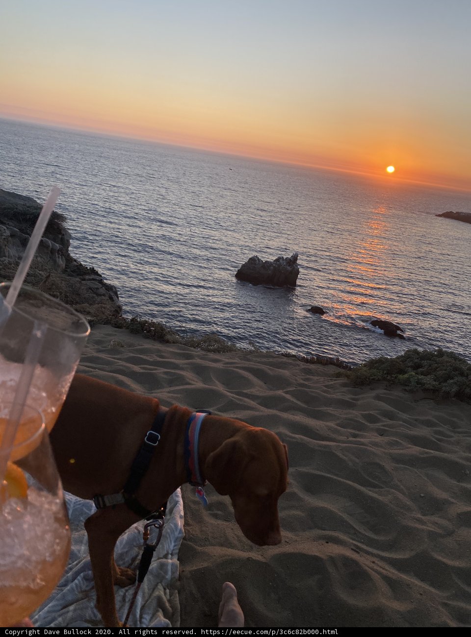Sunset Sips with My Canine Companion