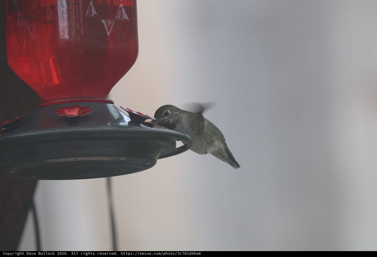 Anna's Hummingbird Feeding at Red Nectar Feeder