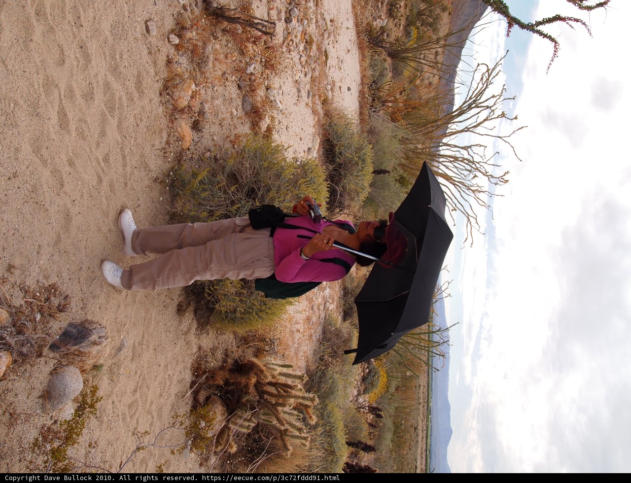 Desert Rain
