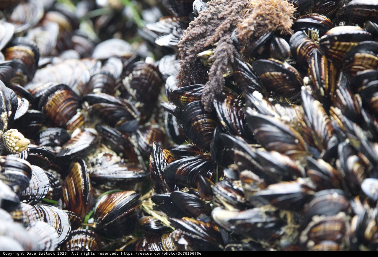Dense Mussel Bed Thriving in Rocky Intertidal Zone