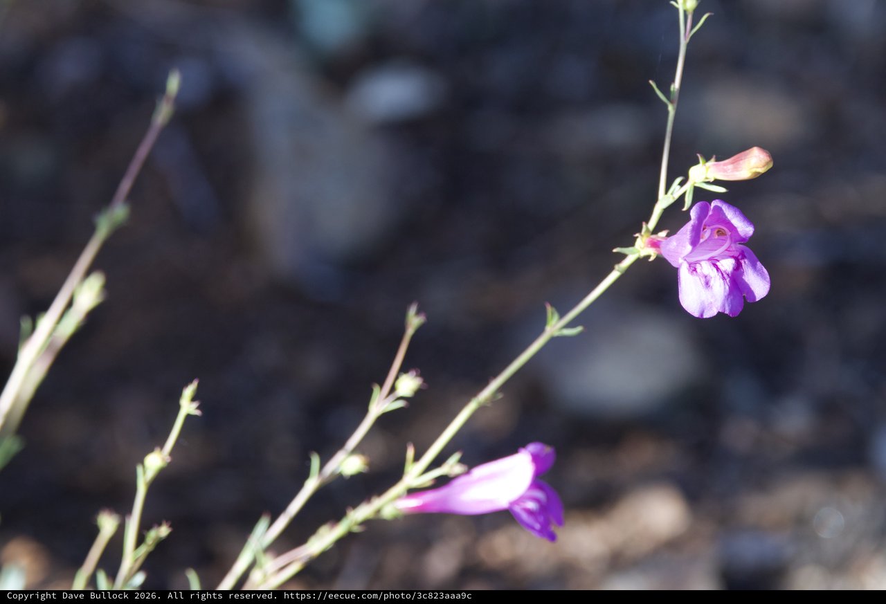 Delicate Purple Wildflowers Bloom on Rocky Hillside