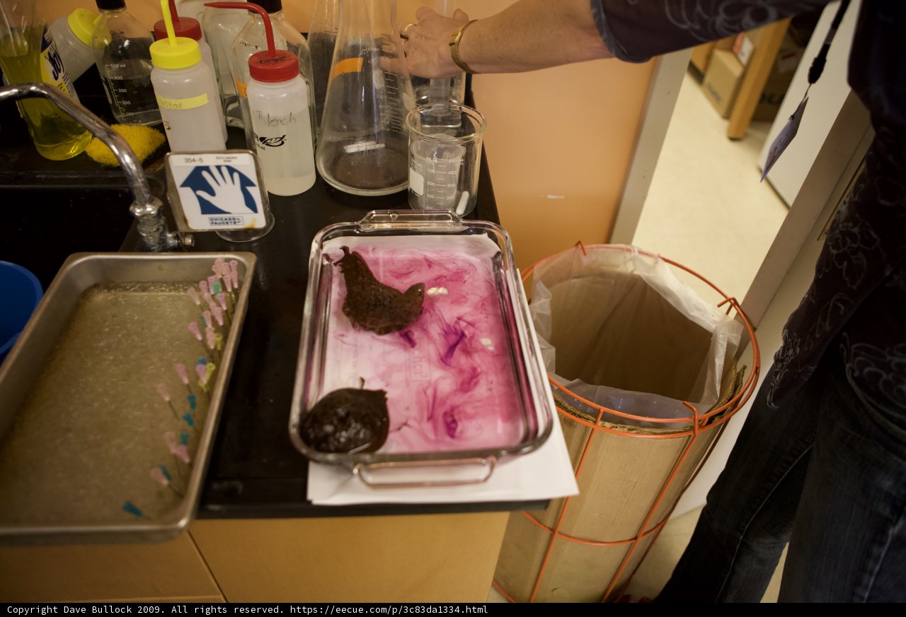 Pink Liquid Preparation