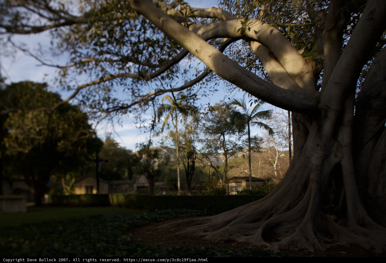 Towering Tree in the Santa Barbara Mission