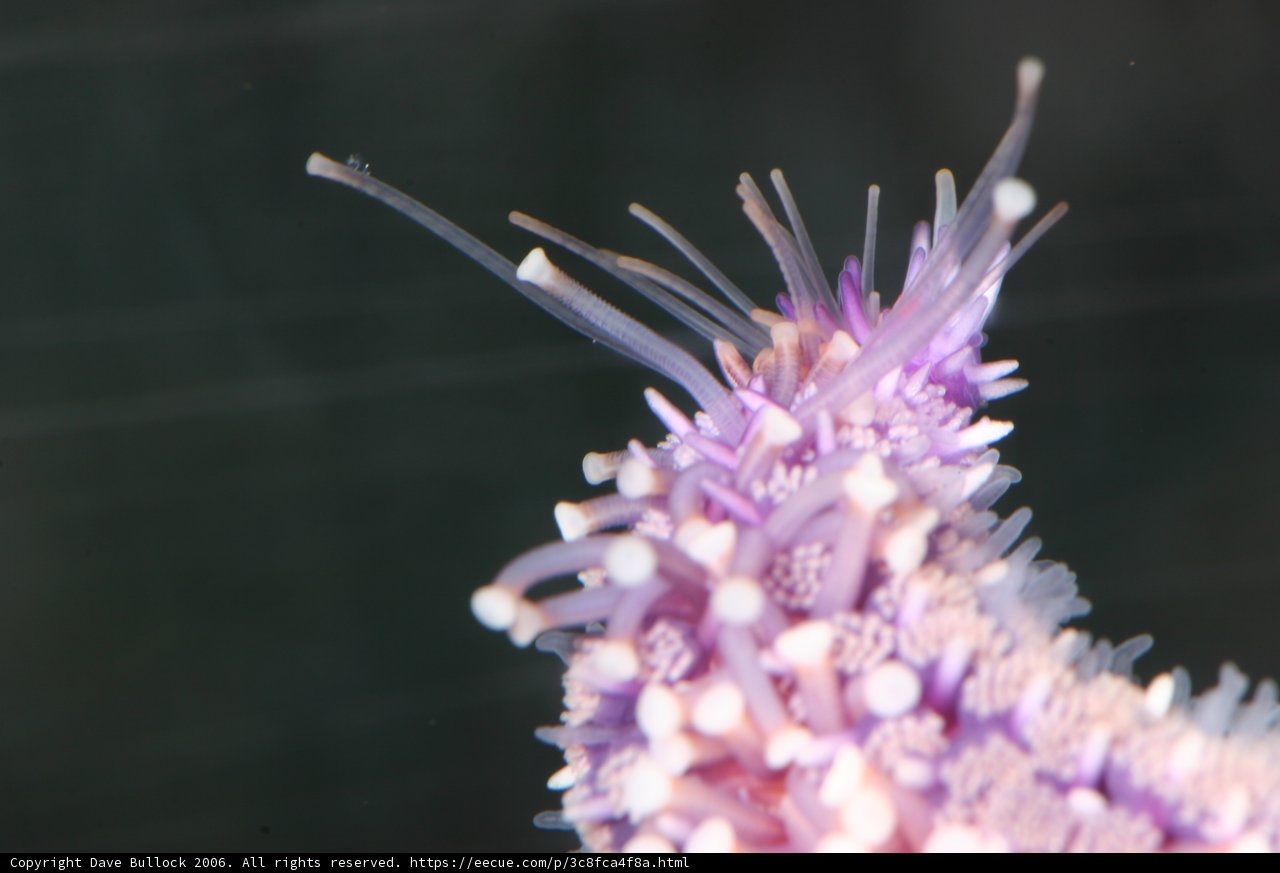 A Vibrant Purple Sea Anemone