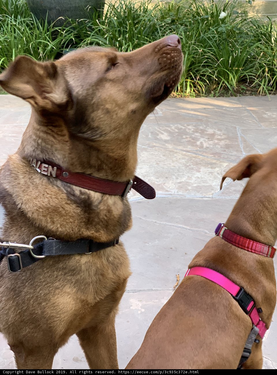 Two Canine Pals in West Hollywood