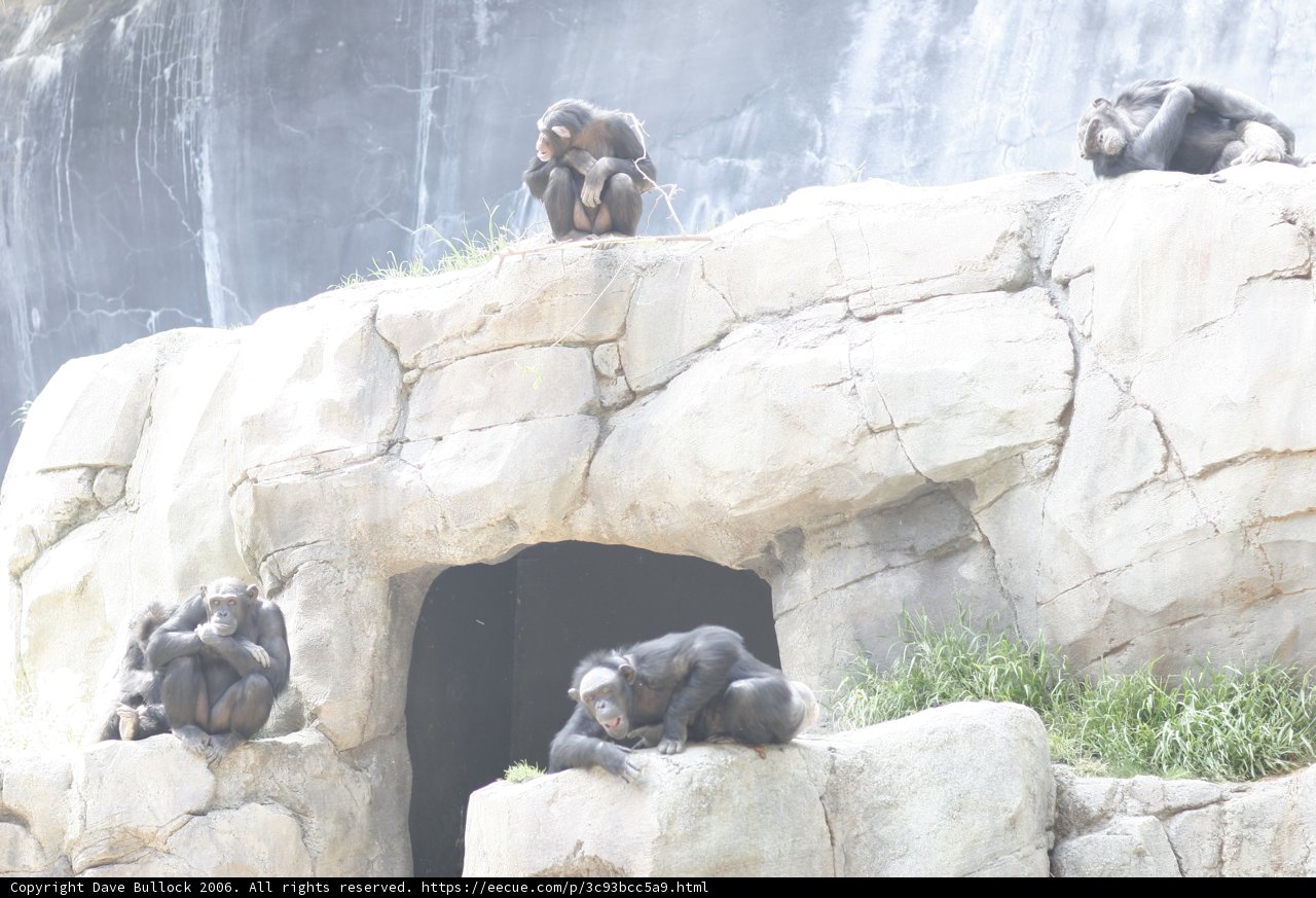 A Gathering of Apes