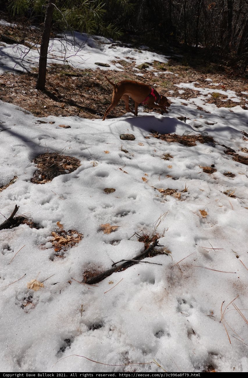 Paws in the Powder