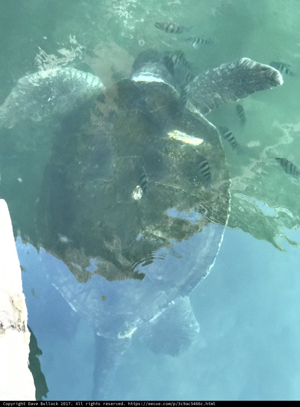 Sea Turtle in the Caribbean Sea
