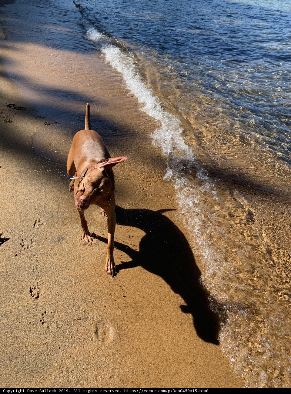 A Weimaraner's Day at the Beach