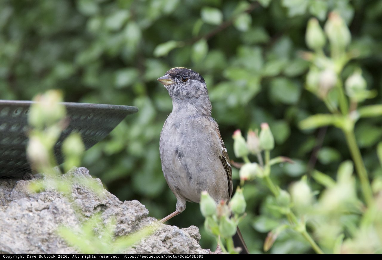 Gray Dunnock Perched by Garden Bird Bath