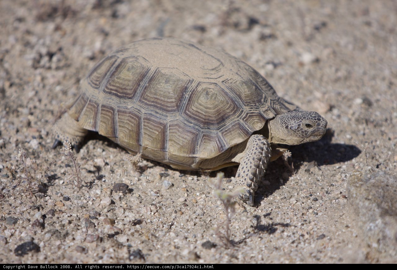 Slow and Steady in the Desert
