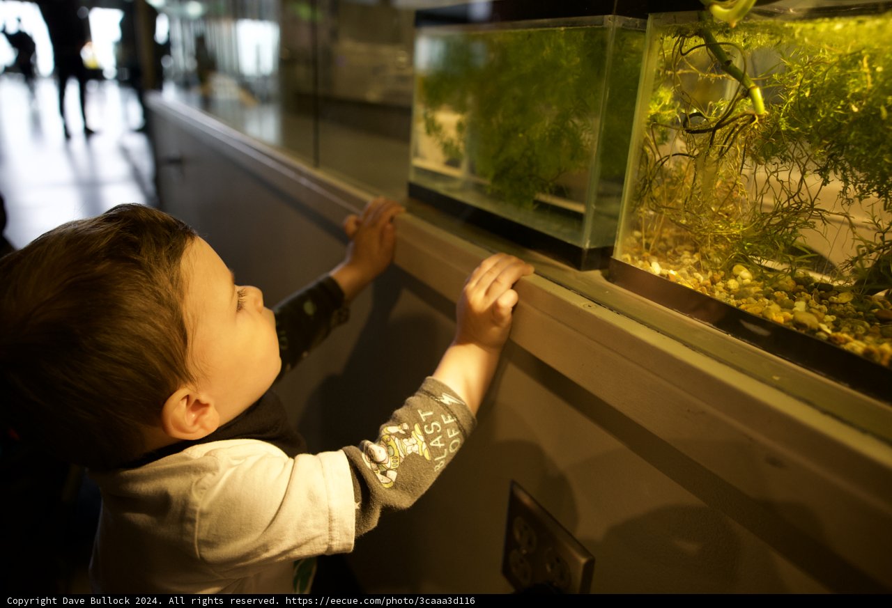 Underwater Exploration: Wesley and the Aquarium Encounter