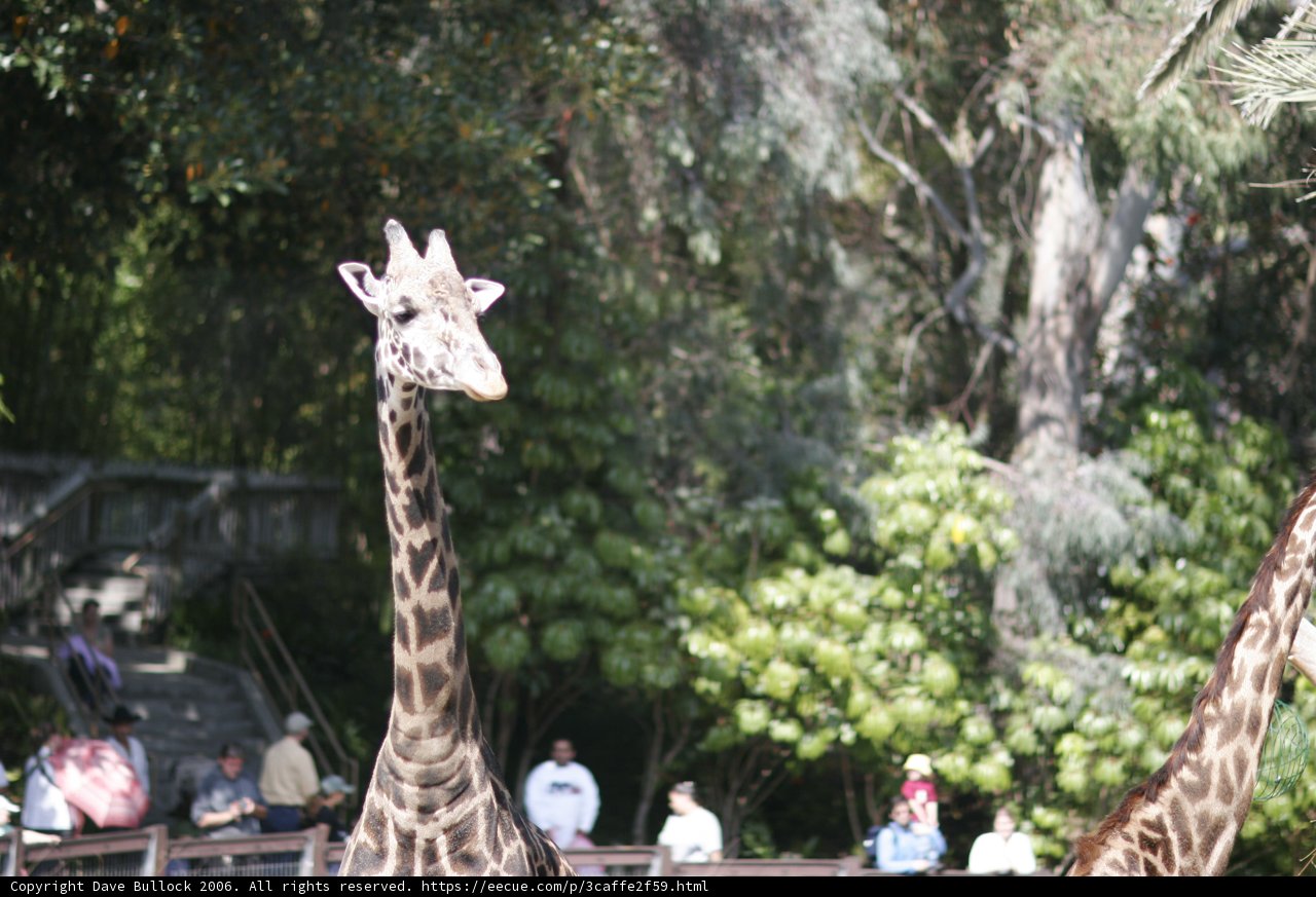 Two Majestic Giraffes at the Zoo