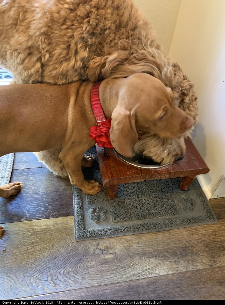 Canine Feast on Hardwood Flooring