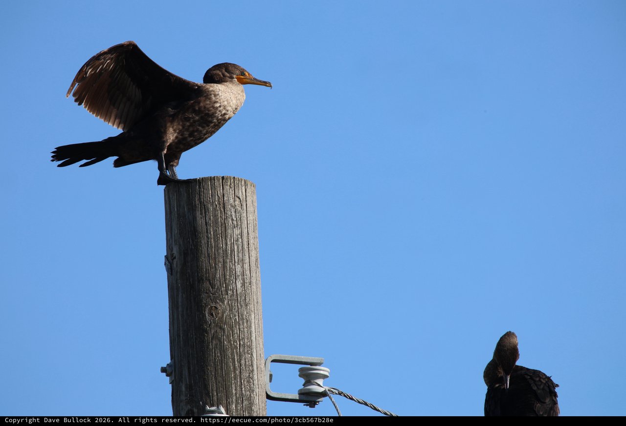 Juvenile Cormorant Spreading Wings on Weathered Post