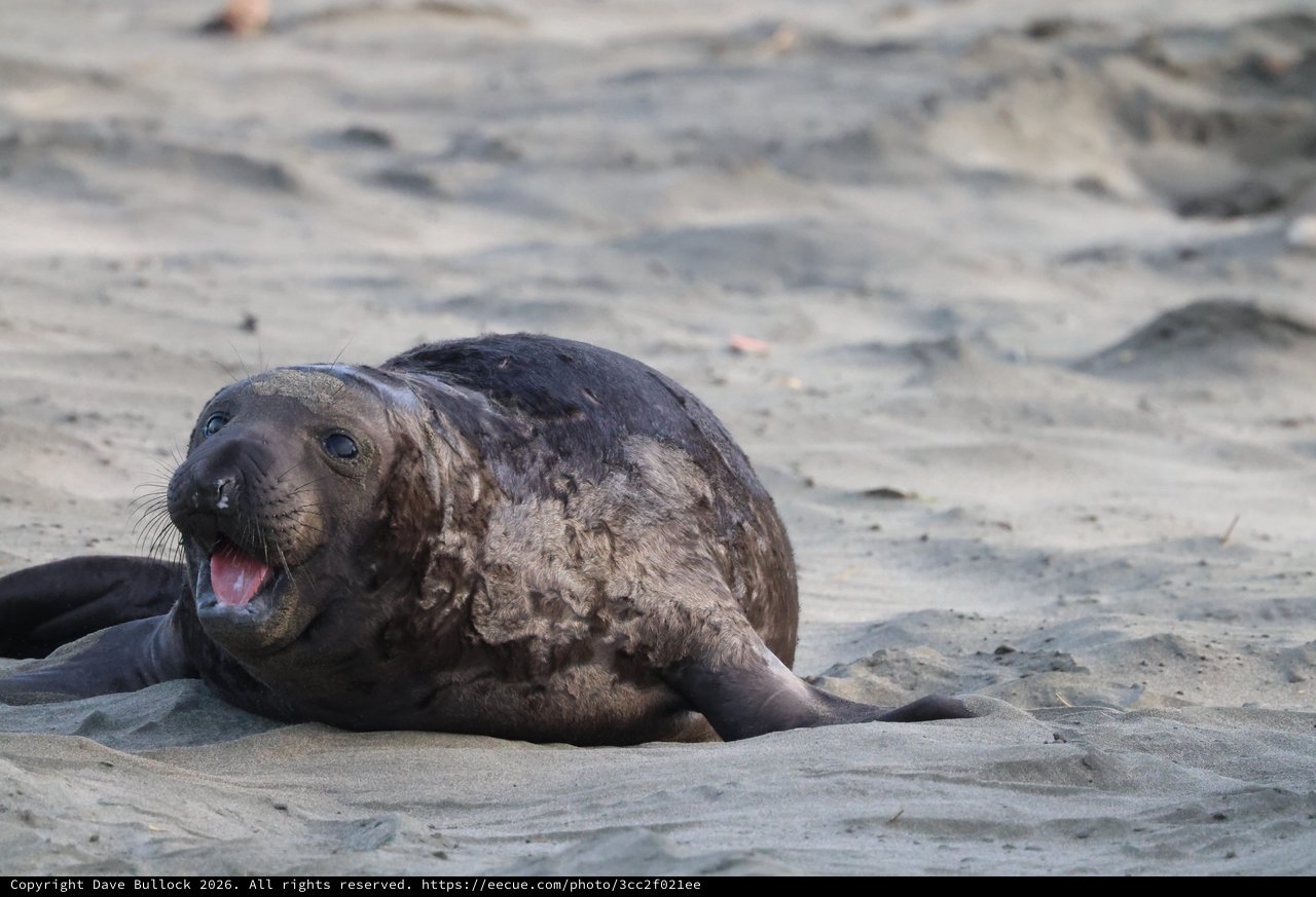 Molting Elephant Seal Pup on Sandy Beach