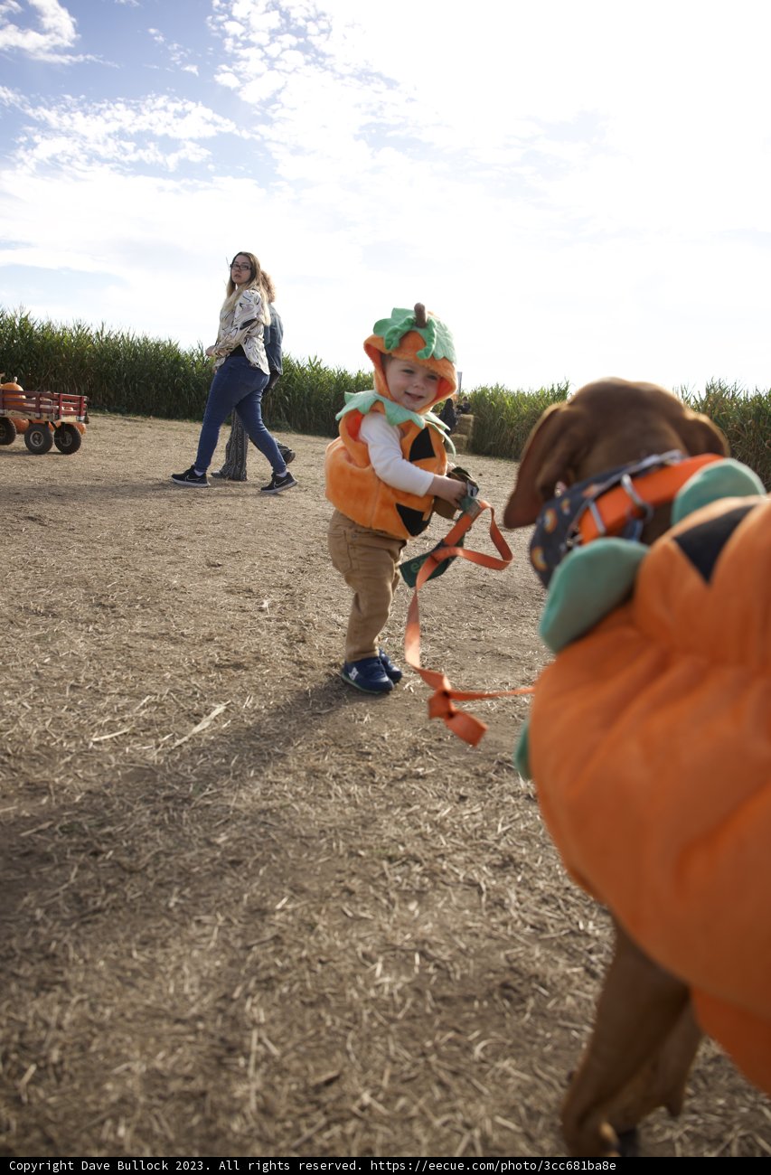 A Gallant Adventure: Wesley's Pumpkin Patch Ride