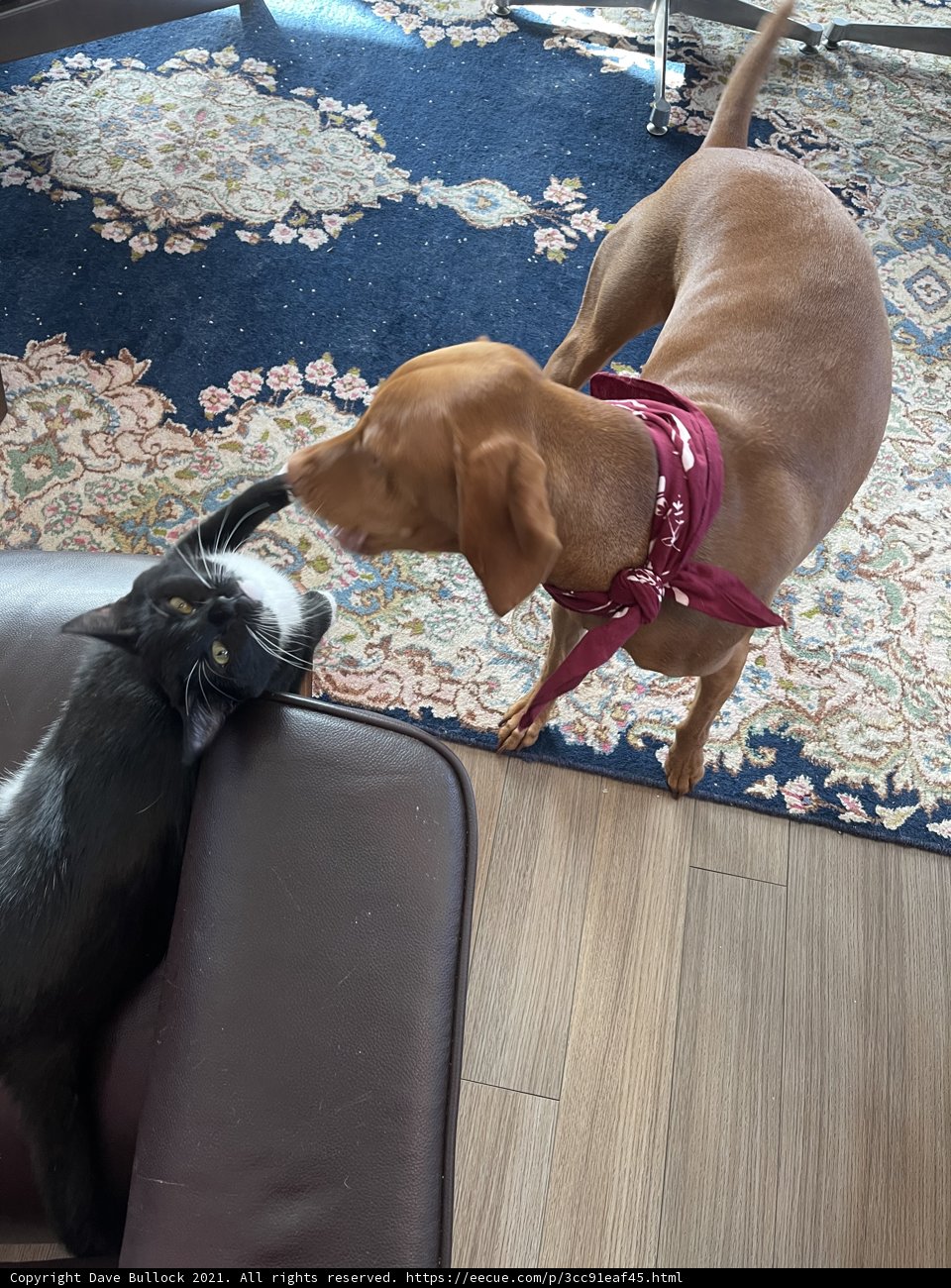 Furry Friends Unite