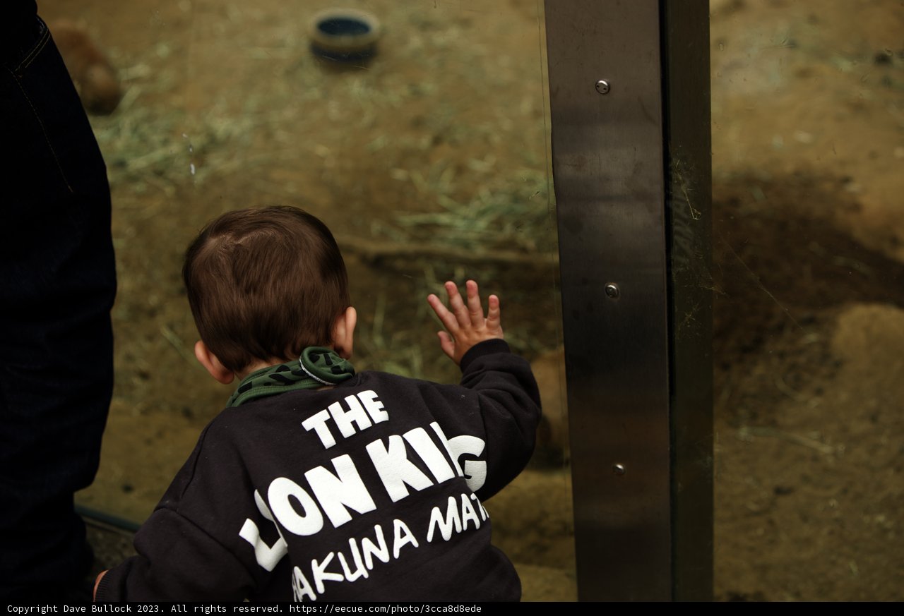 Bravery in Innocence at the SF Zoo